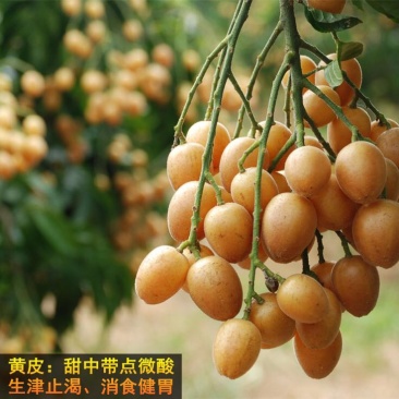 无核黄皮果苗50~80cmcm