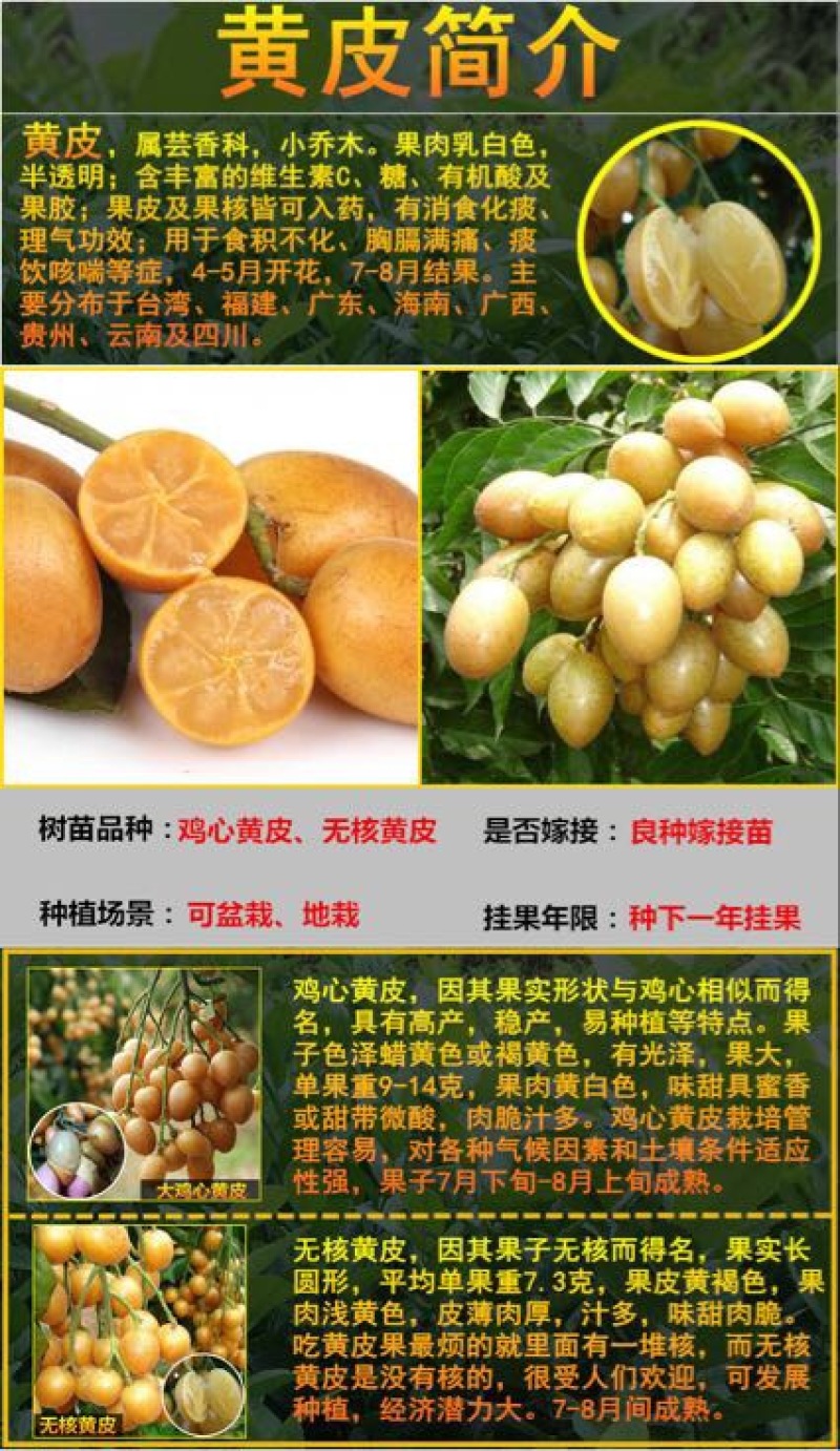 无核黄皮果苗50~80cmcm