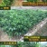 无核黄皮果苗50~80cmcm