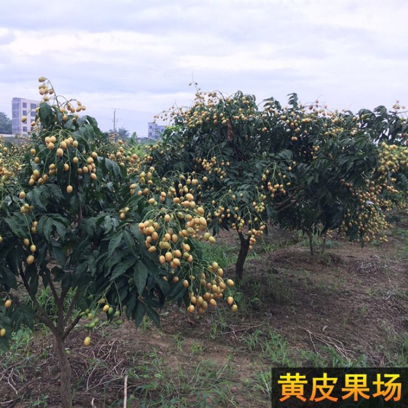无核黄皮苗50~80cmcm