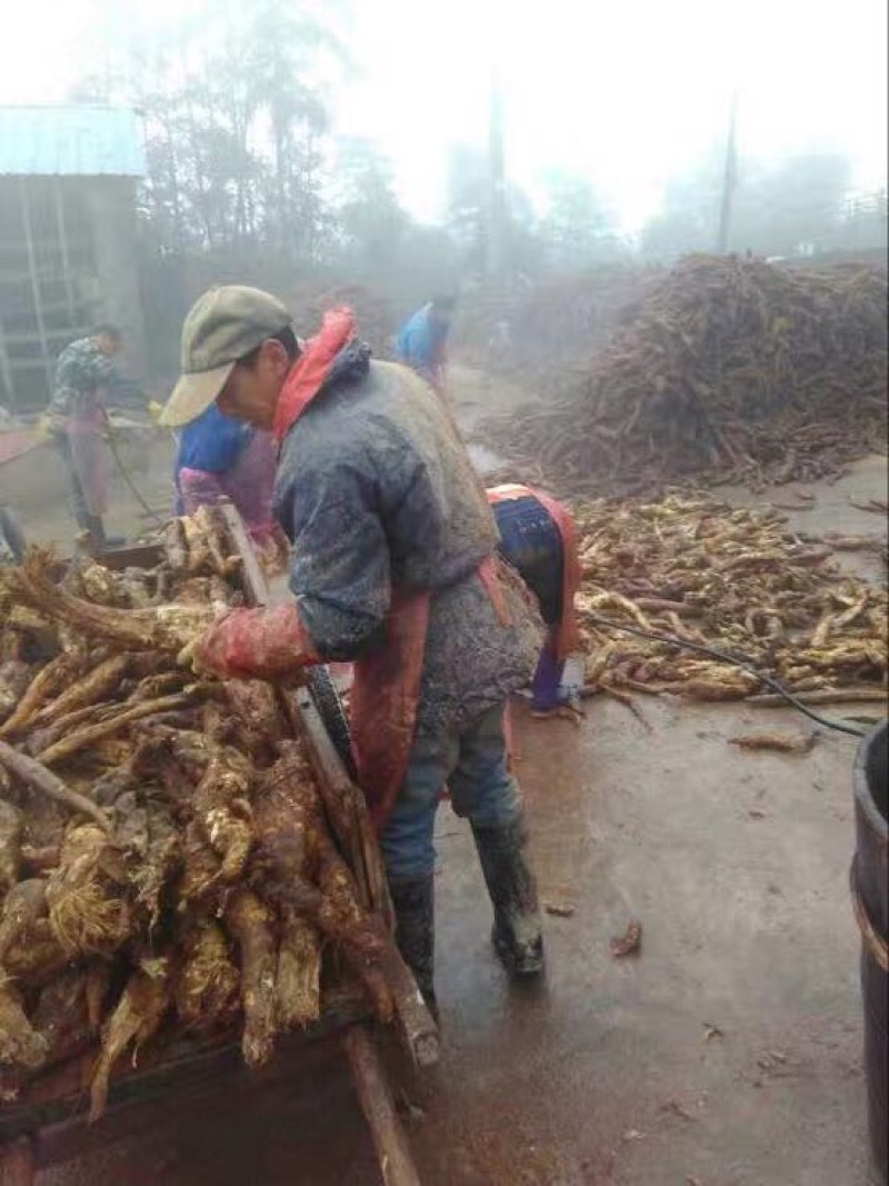葛根粉九华野生葛根粉