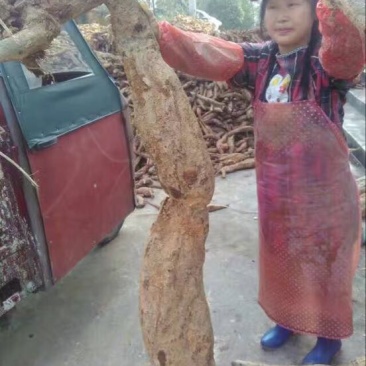 葛根粉九华野生葛根粉