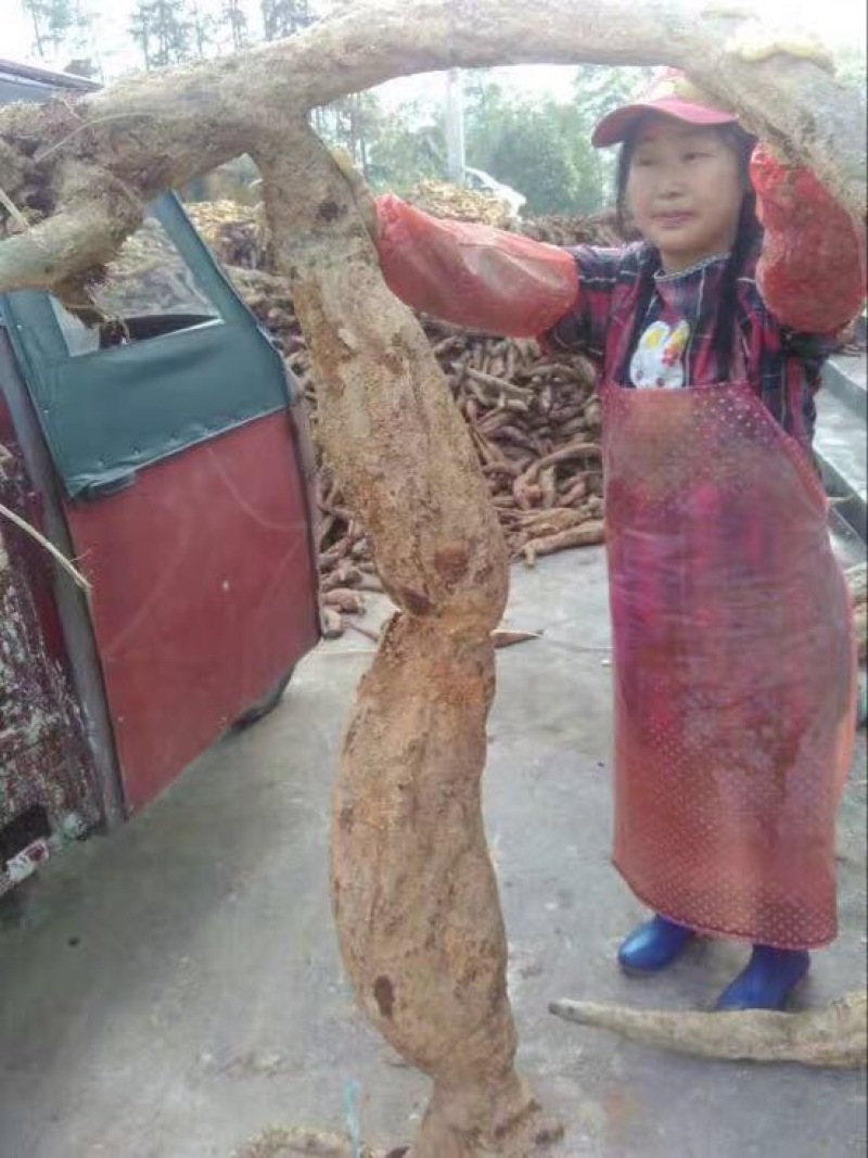 葛根粉九华野生葛根粉