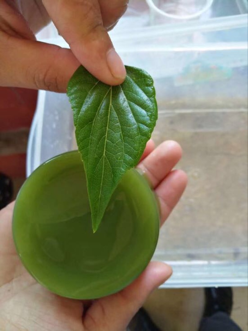 豆腐树苗80~100cm