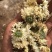 药用菊花袋装