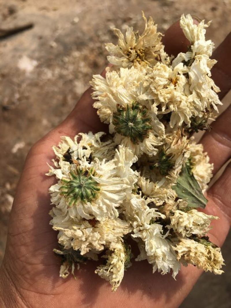 药用菊花袋装