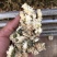 药用菊花袋装