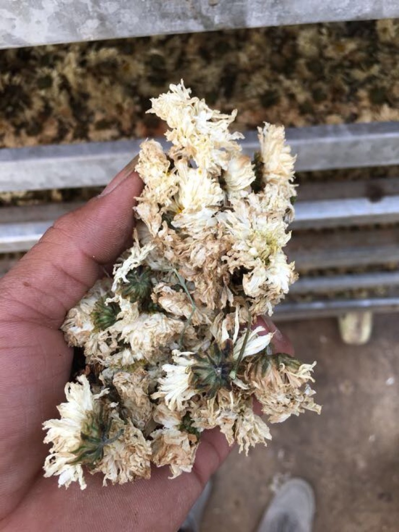 药用菊花袋装