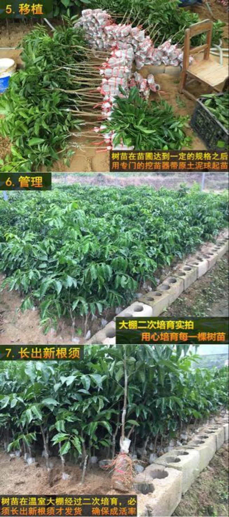 黄皮果苗50~80cmcm
