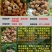 龙眼树苗50~80cm