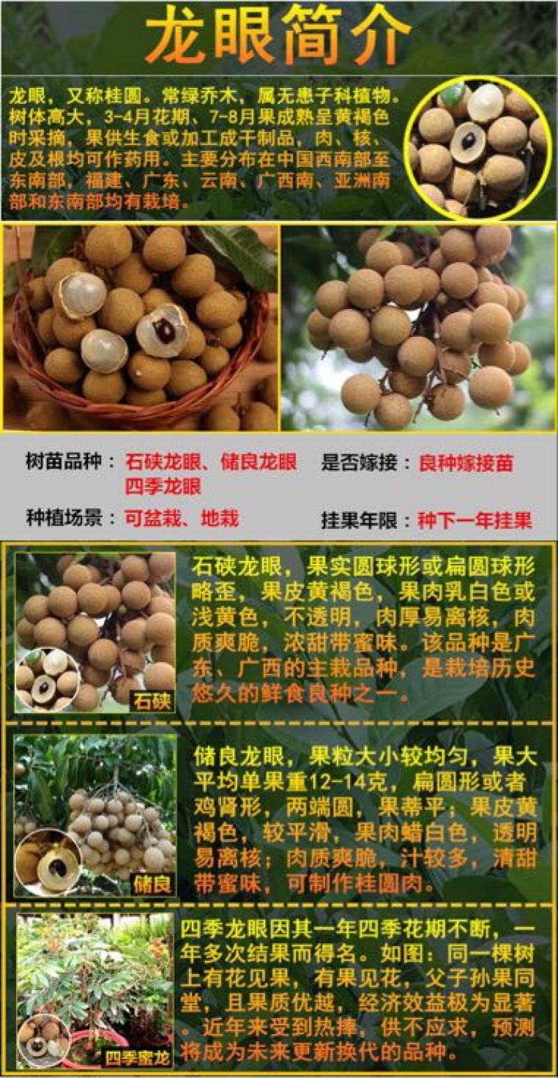 龙眼树苗50~80cm