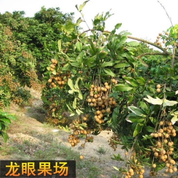 龙眼树苗50~80cm