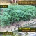 龙眼树苗50~80cm