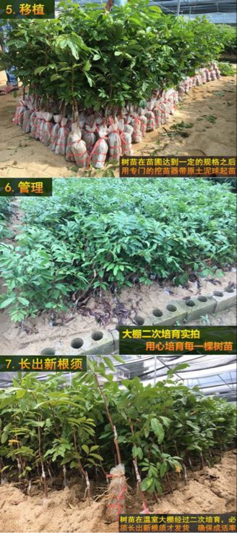龙眼树苗50~80cm