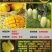 金煌芒树苗1m以下