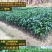 金煌芒树苗1m以下