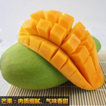 芒果苗1m以下