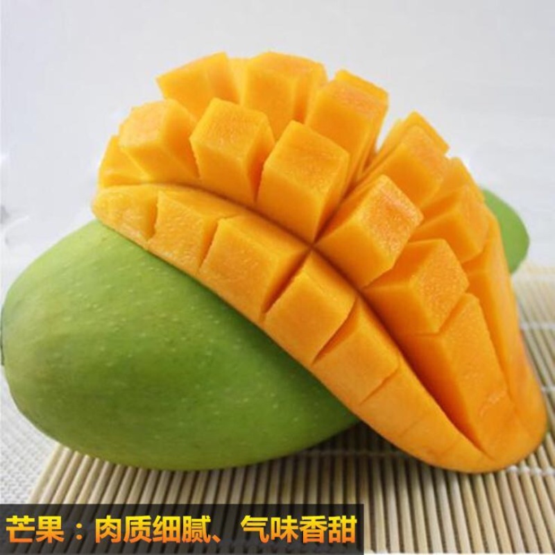 芒果苗1m以下