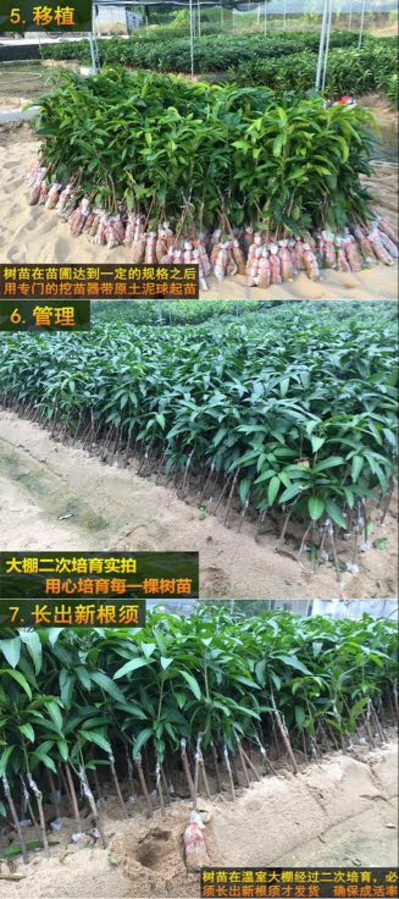 芒果苗1m以下