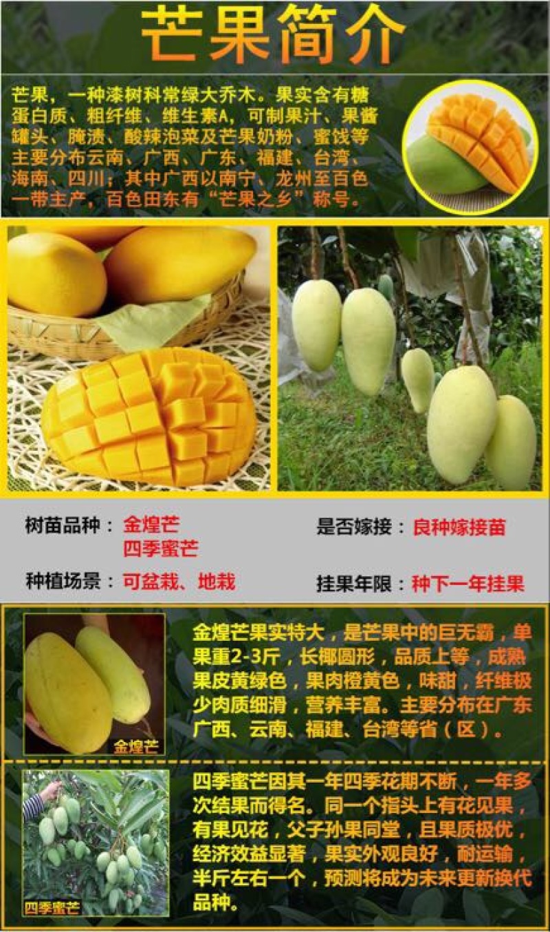 芒果苗1m以下