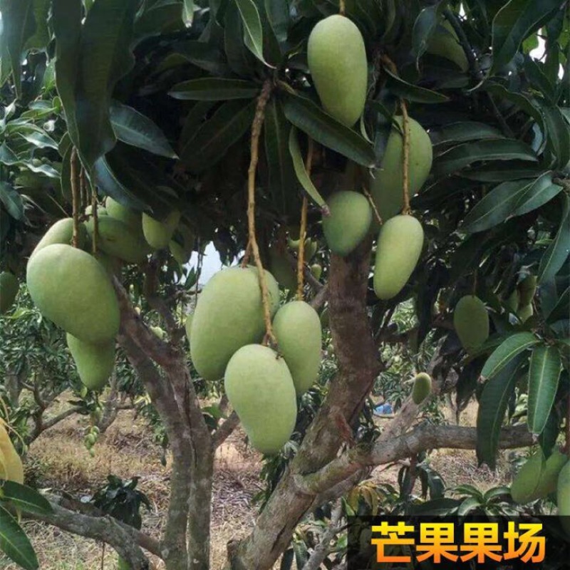 芒果苗1m以下