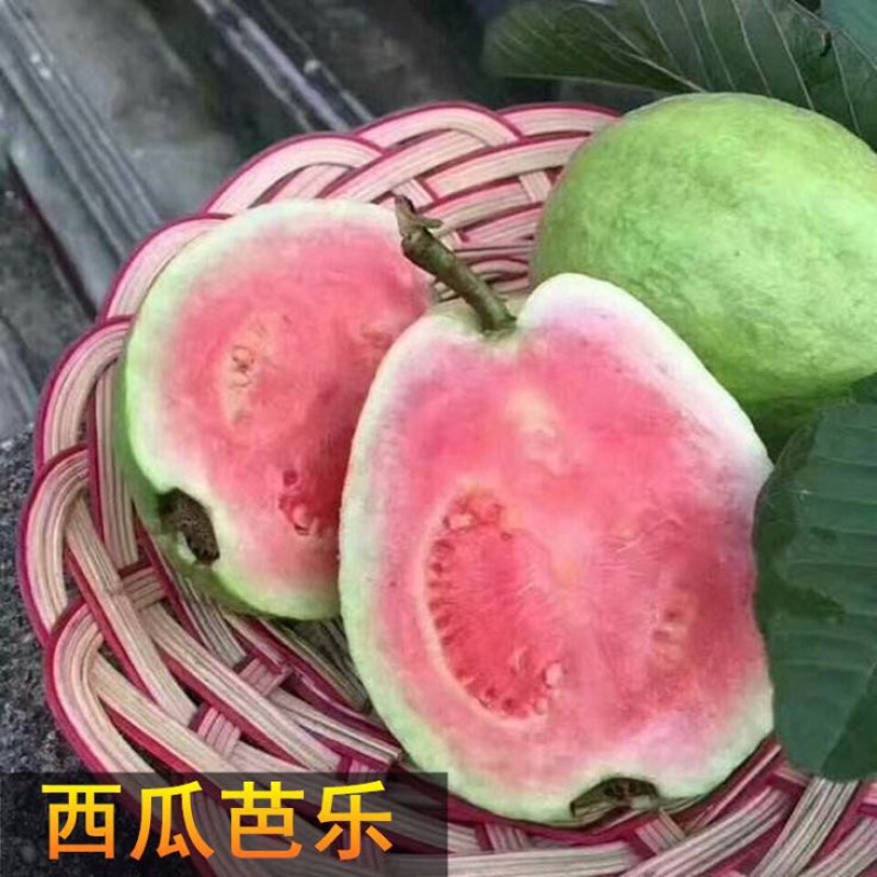 西瓜番石榴苗50~80cm