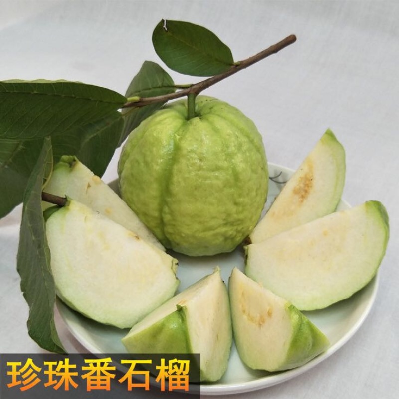 台湾珍珠番石榴苗50~80cm