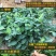 台湾珍珠番石榴苗50~80cm