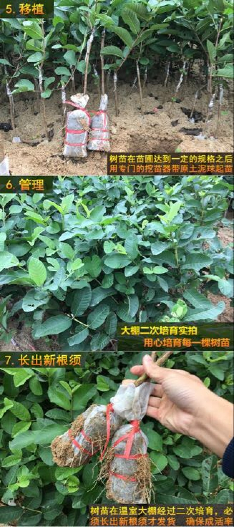 番石榴苗50~80cm