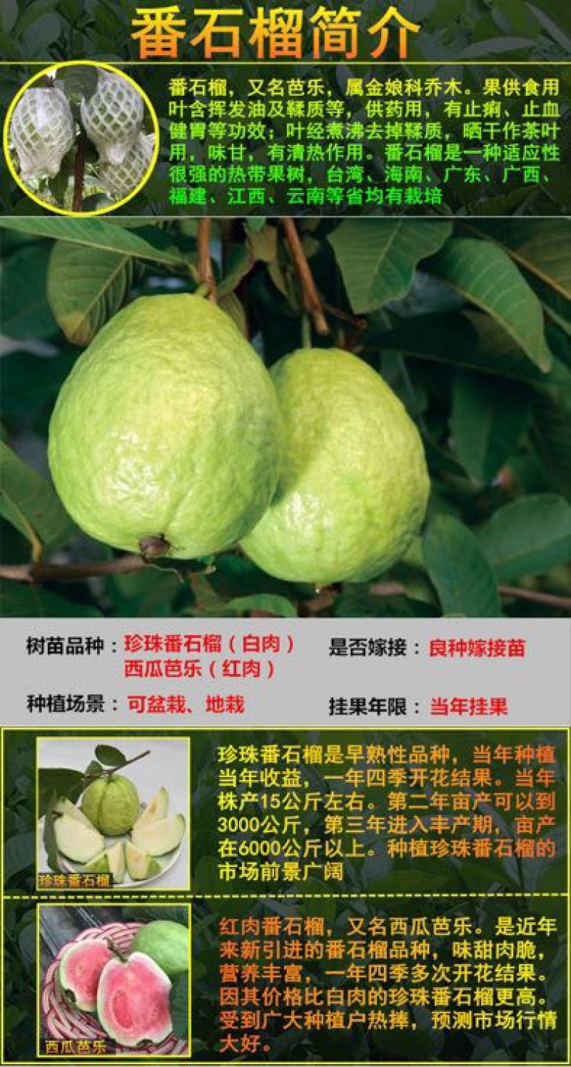 番石榴苗50~80cm