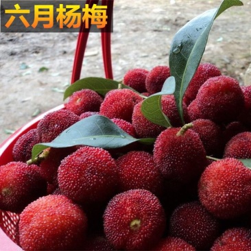 杨梅苗50~80cm