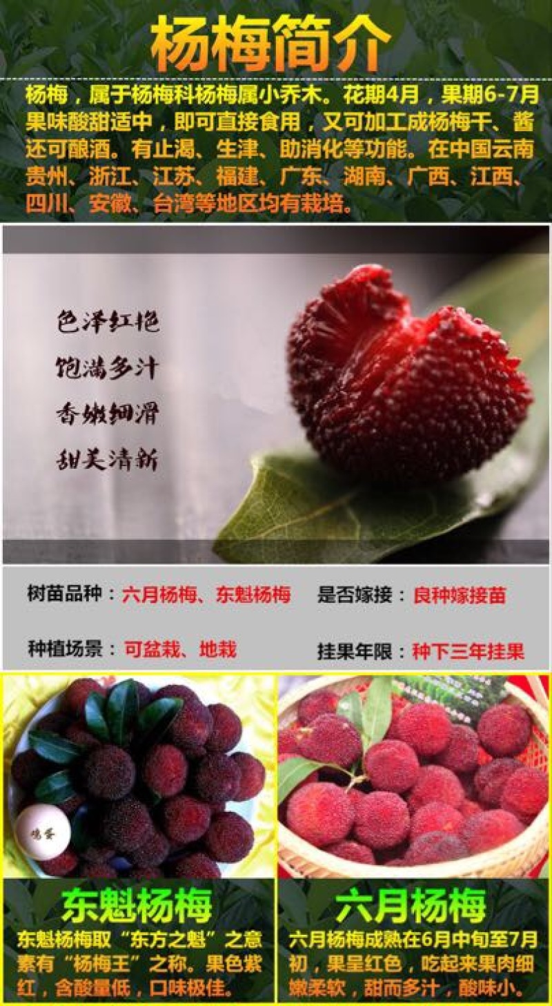 杨梅苗50~80cm