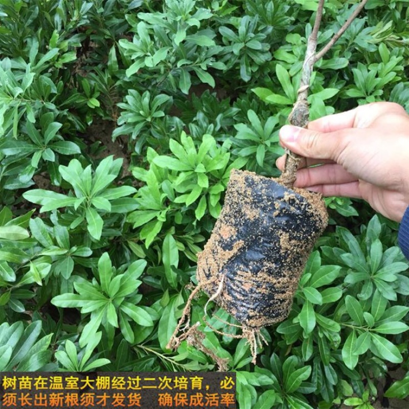 杨梅苗50~80cm