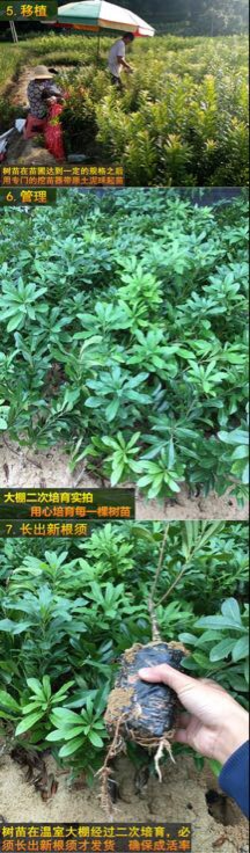 杨梅苗50~80cm