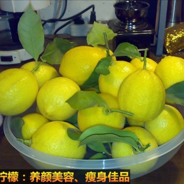 柠檬苗50~80cm