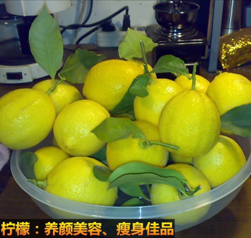 柠檬苗50~80cm