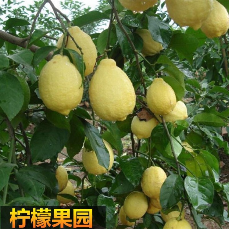 柠檬苗50~80cm