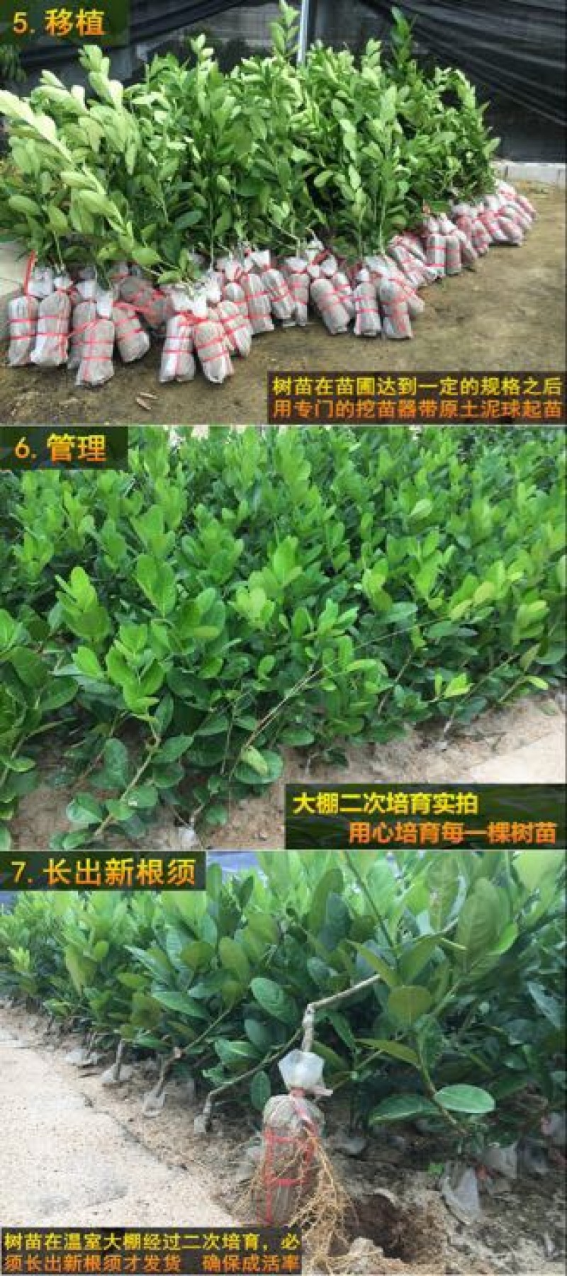 柠檬苗50~80cm