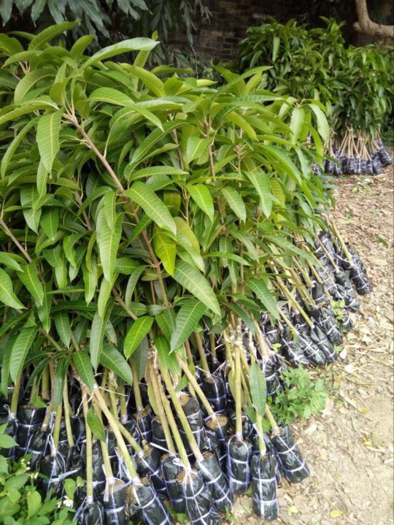 金煌芒树苗金煌，桂七芒果苗供应