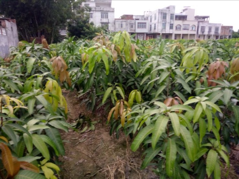 金煌芒树苗金煌，桂七芒果苗供应