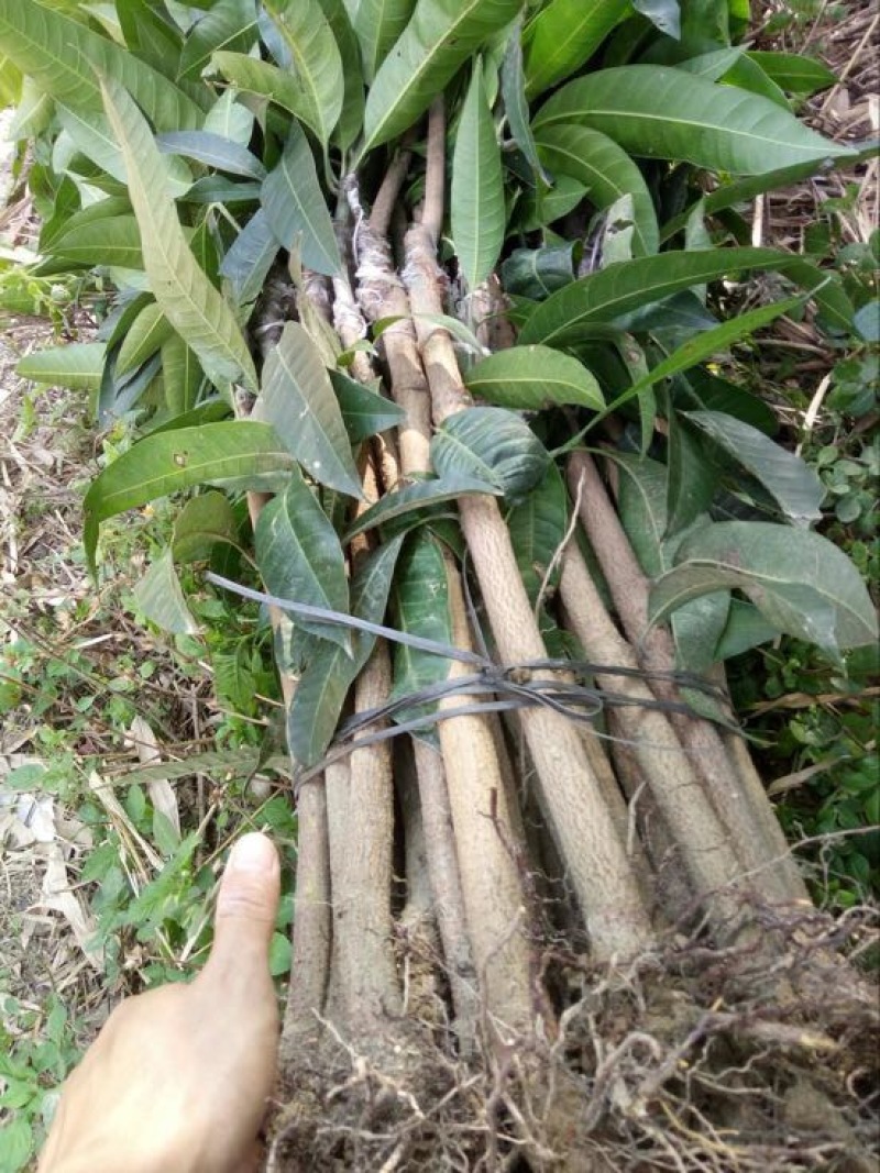 金煌芒树苗金煌，桂七芒果苗供应