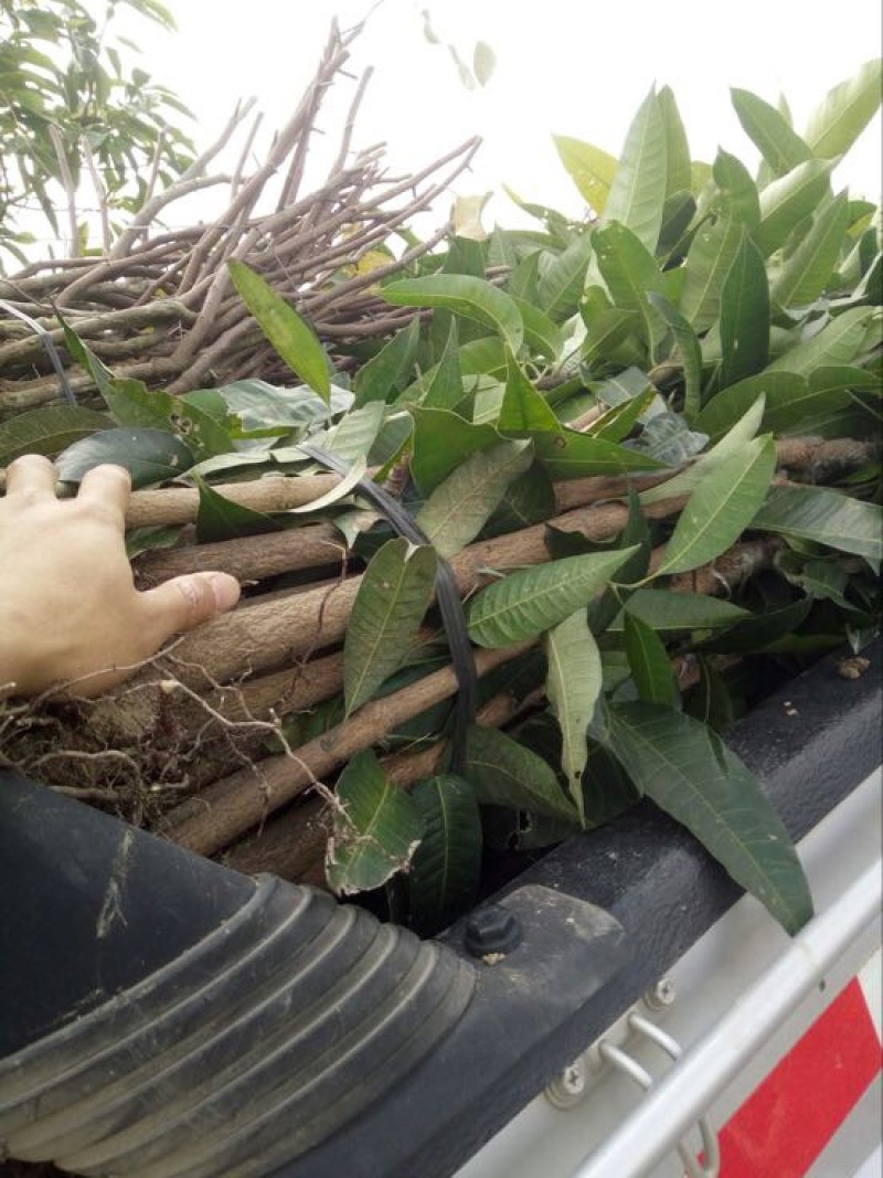 金煌芒树苗金煌，桂七芒果苗供应
