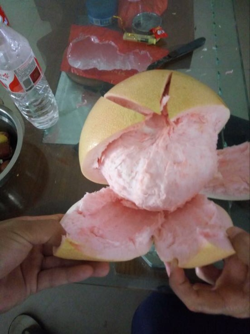 柚子苗