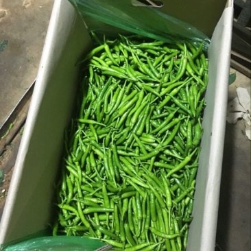 鸡爪椒
