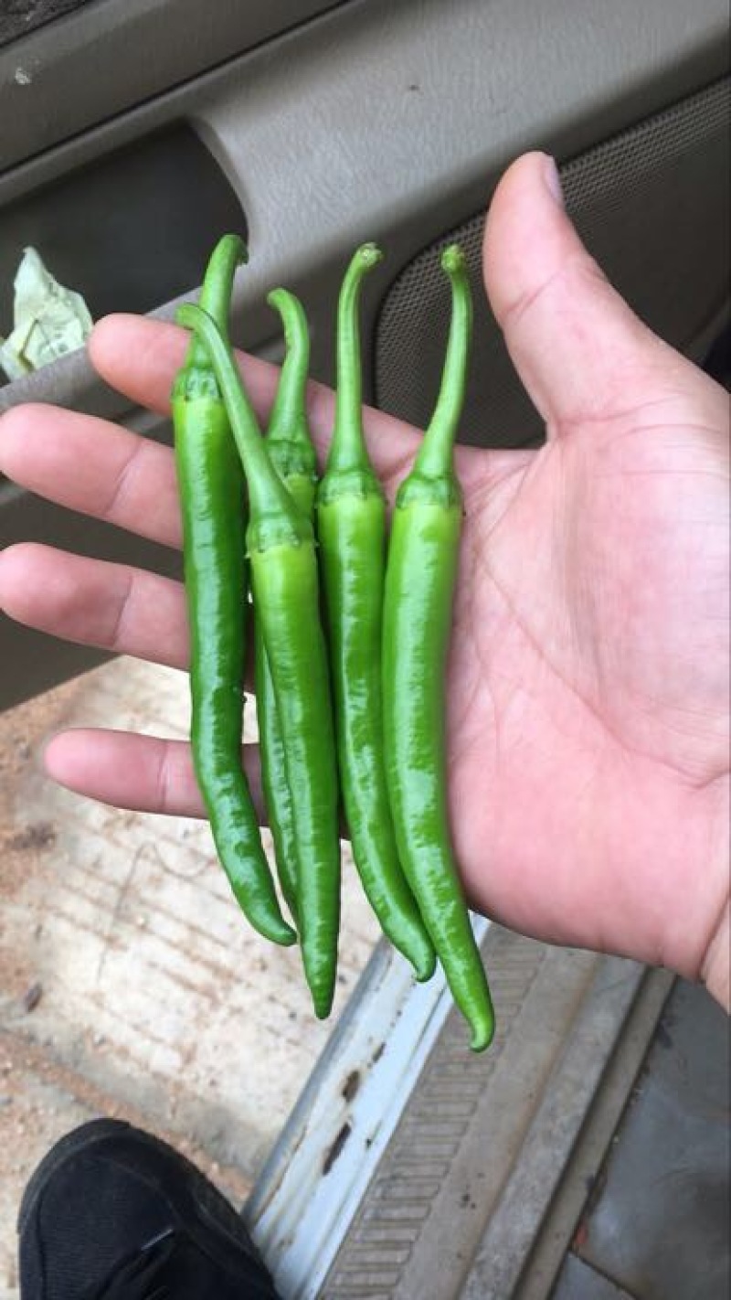 鸡爪椒