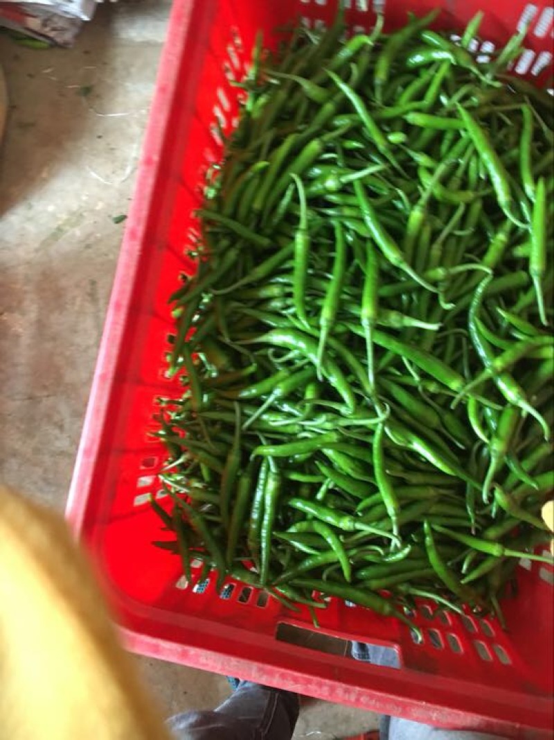 鸡爪椒