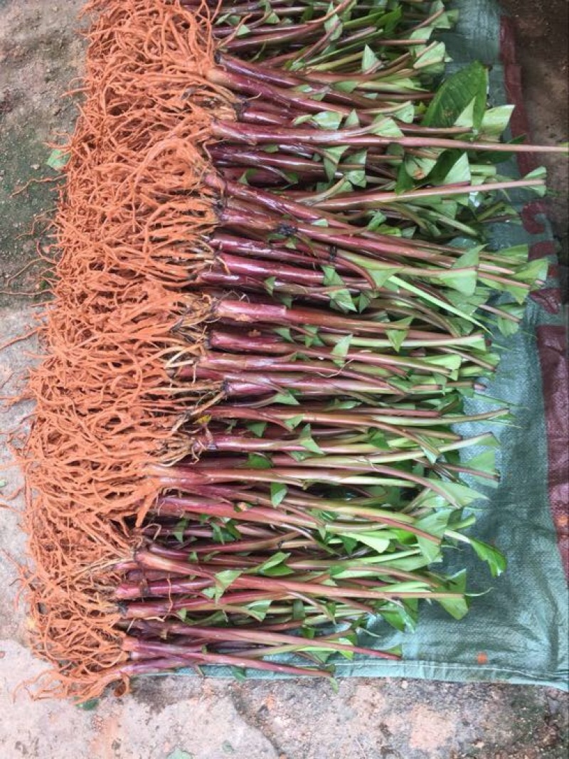 红香蕉苗一级良种1~2年