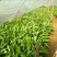 红香蕉苗一级良种1~2年