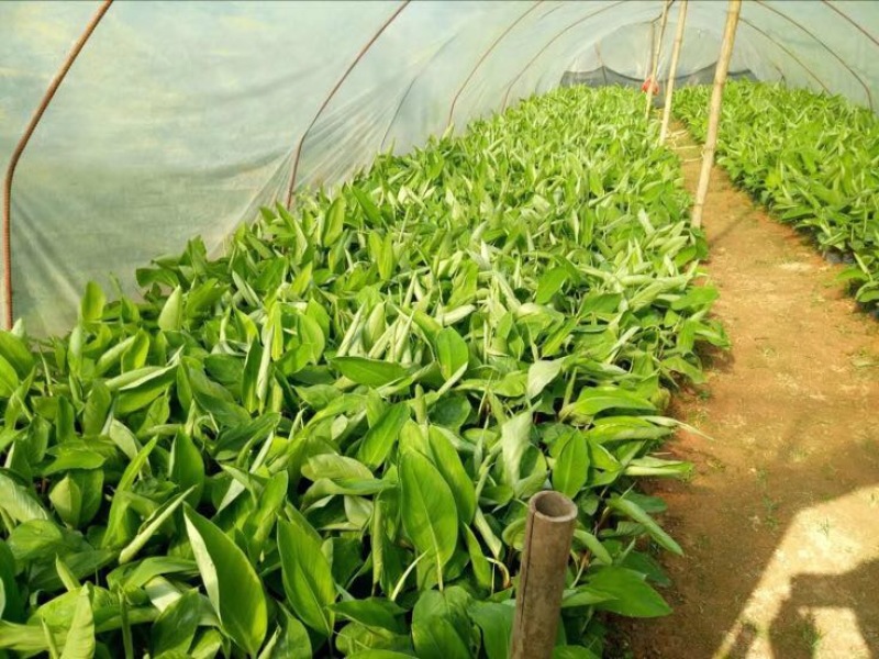 红香蕉苗一级良种1~2年