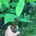 红香蕉苗一级良种1~2年
